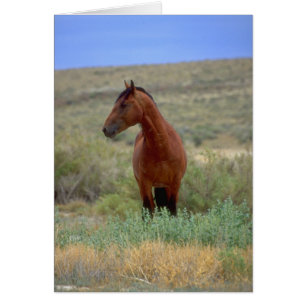 Vild Bay Horse, Wyoming Hälsningskort