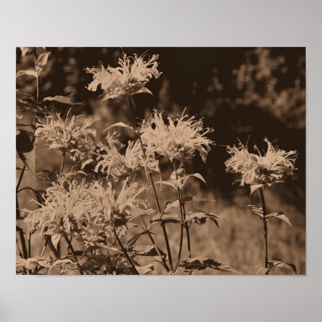 Vild Be Balm Flowers i Sepia Brown Poster (Framsidan)
