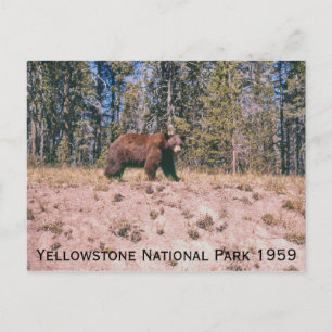 Vild Bear Retro Yellowstone Park 1959 Vykort