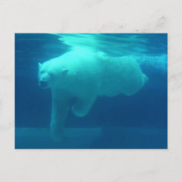 Vild Bears Vykort