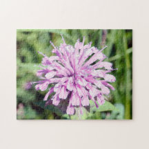 Vild Beramot - (Rosa Bee Balm)