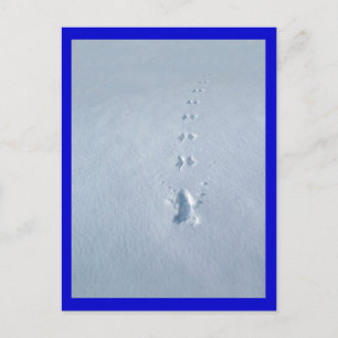 Vild Bird Footprint i Snö Vykort