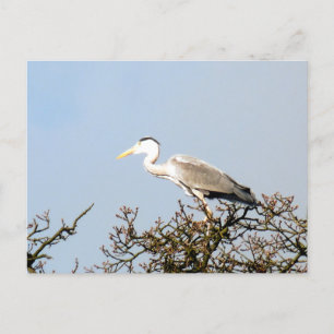 VILD BIRD HERON VYKORT