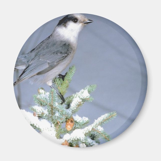 Vild Bird Winter Magnet (Framsidan)