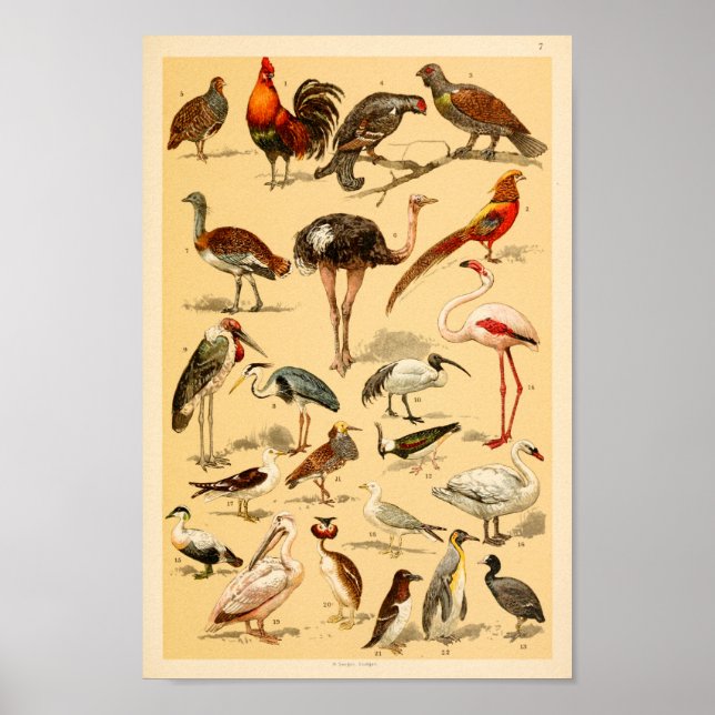 Vild Birds Collection Flamingo Ostrich Print Poster (Framsidan)