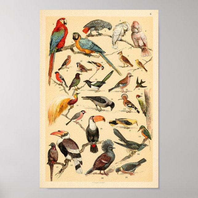 Vild Birds Collection Parrots Tucan Print Poster (Framsidan)