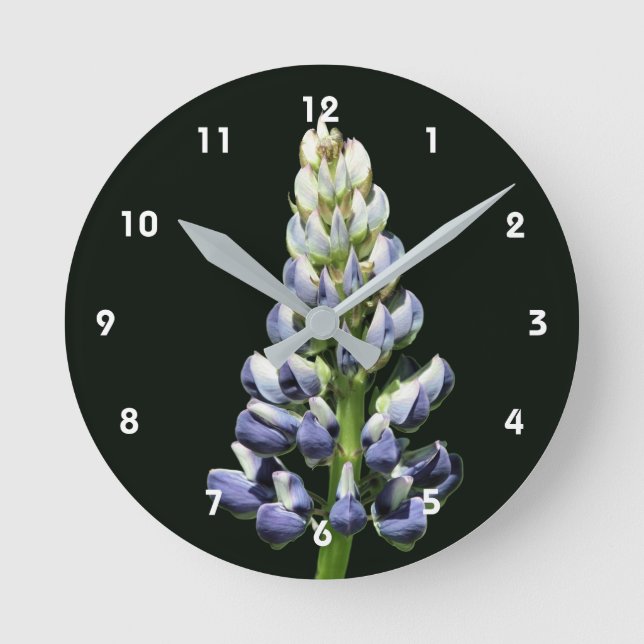 Vild blå lupinblomma rund klocka (Framsida)