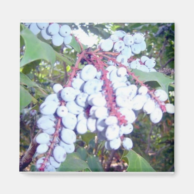 Vild Blåbär Magnet (Framsidan)