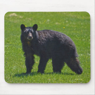 Vild Black Bear och Grass Wildlife Photo Musmatta