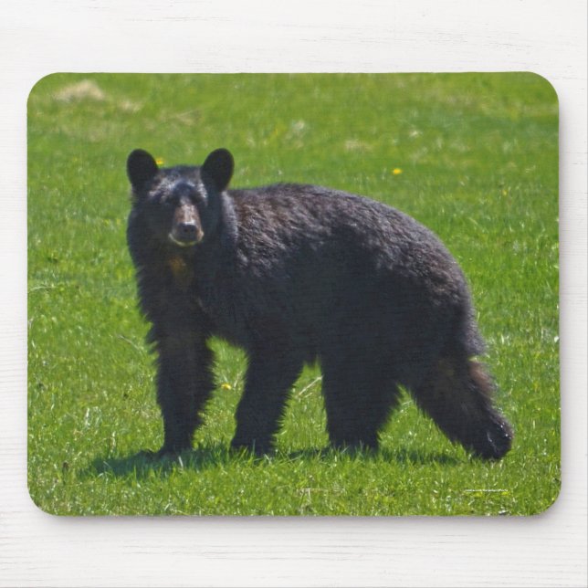 Vild Black Bear och Grass Wildlife Photo Musmatta (Framsidan)