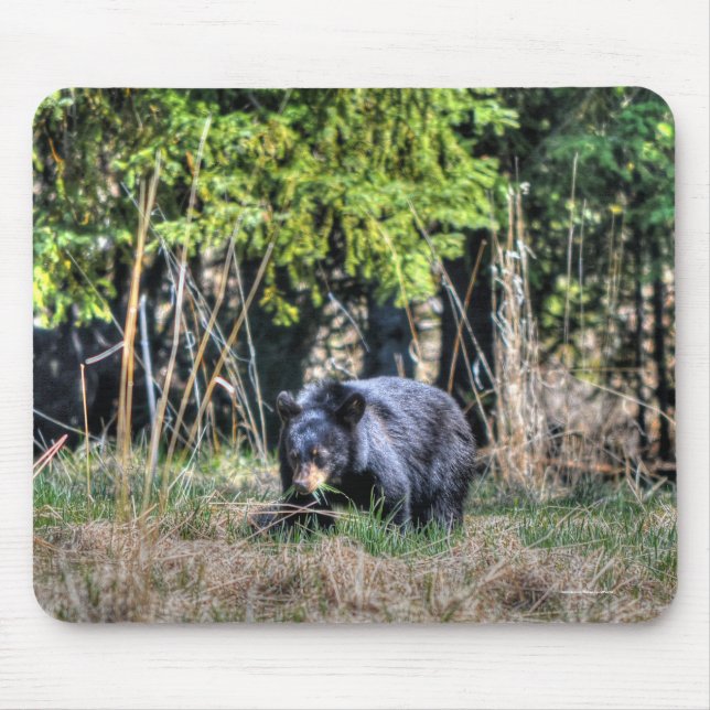 Vild Black Bear Unge & Forest Wildlife Photo #Gift Musmatta (Framsidan)
