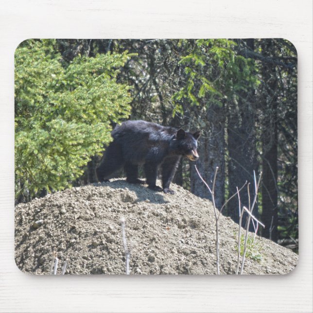 Vild Black Bear Unge & Lera Backe Wildlife Photo G Musmatta (Framsidan)