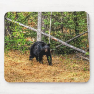 Vild Black Bear & Yukon Forest Photo Art Musmatta