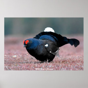 Vild Black Grouse Poster