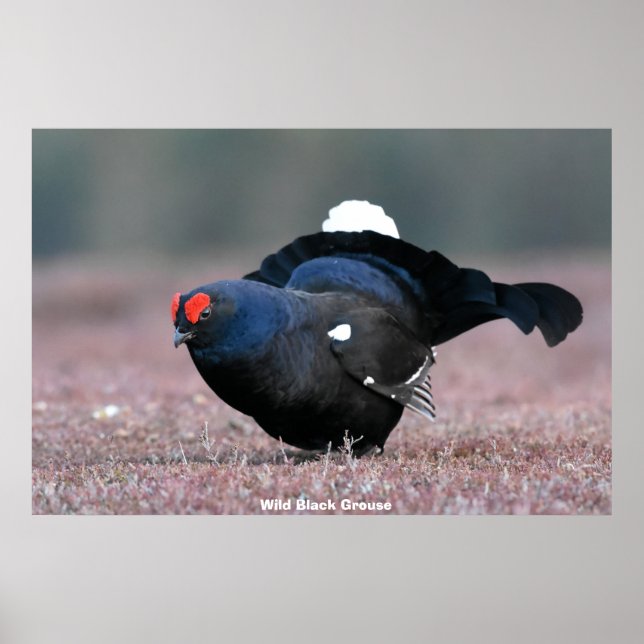 Vild Black Grouse Poster (Framsidan)