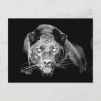 Vild Black Jaguar Cat Ögon vykort