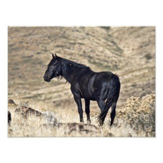Vild Black Mustang Stallion Photo Print Fototryck
