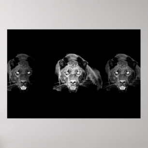 Vild Black Panther Jaguar Cat Ögon Black & White Poster