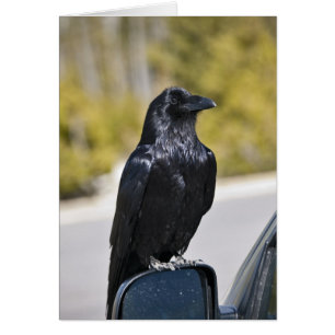 Vild Black Raven - kort