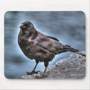 Vild Black Raven Ställföreträdande på Sten Musmatta