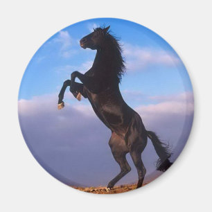 Vild Black Stallion Rearing Horse Magnet
