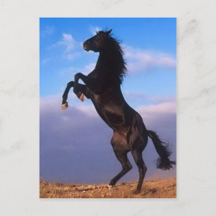 Vild Black Stallion Rearing Horse Vykort