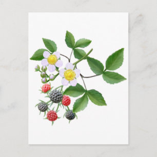 Vild Blackbär Postcard Vykort