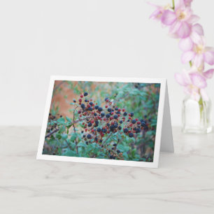 Vild Blackberry Fruit Kort