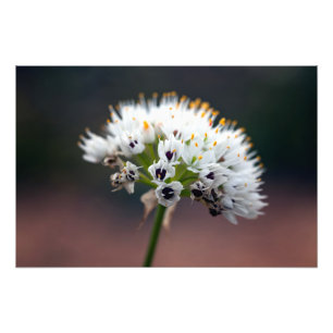 Vild blomma fototryck