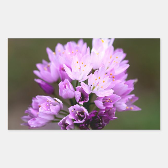 Vild blomma rektangulärt klistermärke (Framsida)