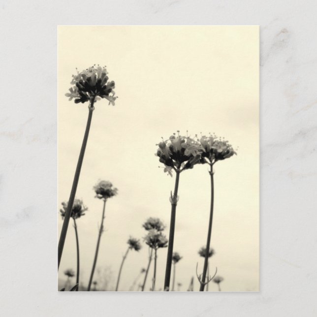 Vild blommor (B&W) Vykort (Framsida)