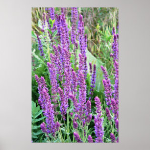 Vild Blommor fält lila salvia Rumänien Poster