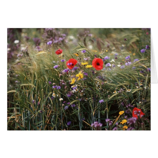 Vild blommor hälsningskort (Framsidan Horizontal)
