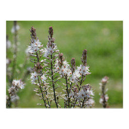 Vild blommor i Paphos, Cypern Perfect Poster