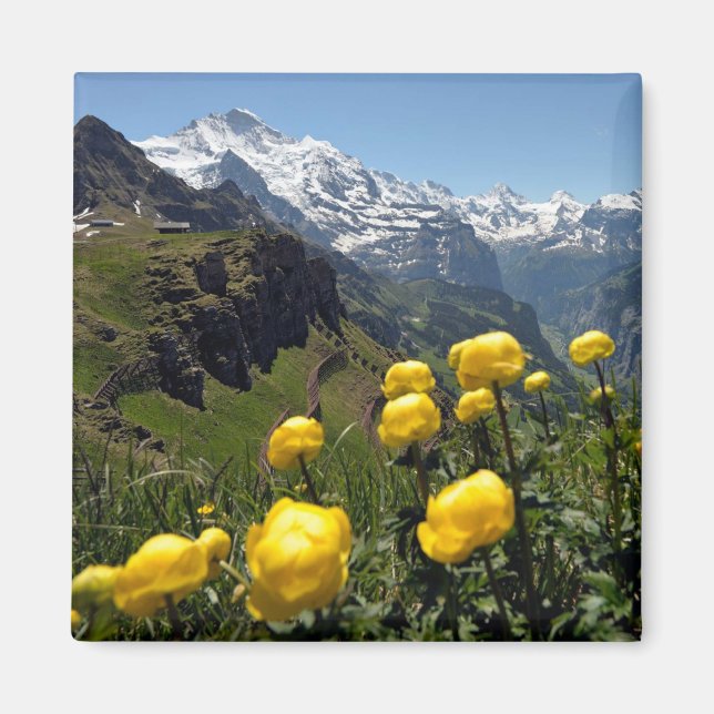 Vild blommor i regionen Jungfrau Magnet (Framsidan)