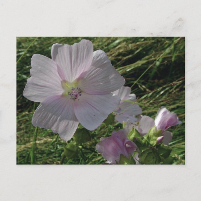 Vild Blommor nr 3 | Postkort Vykort (Framsida)