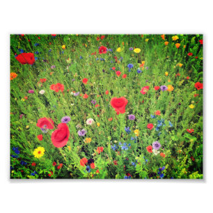 Vild blommor Photo Professionell Papper (Satin) Fototryck