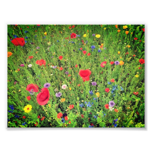 Vild blommor Photo Professionell Papper (Satin) Fototryck (Framsidan)