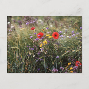 Vild blommor vykort
