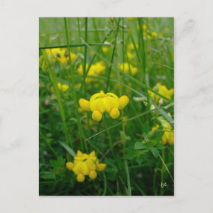 vild blommor vykort