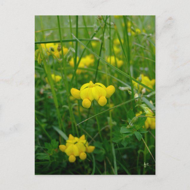 vild blommor vykort (Framsida)