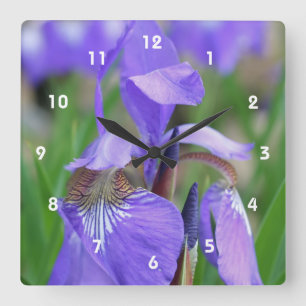Vild Blue Flagga Iris Flower Fyrkantig Klocka