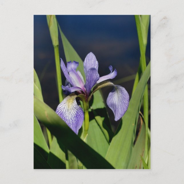 Vild Blue Flagga Iris Flower Vykort (Framsida)