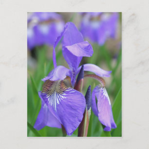 Vild Blue Flagga Iris Flower Vykort