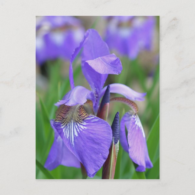 Vild Blue Flagga Iris Flower Vykort (Framsida)