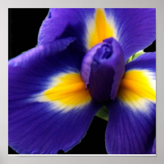 Vild Blue Iris Poster (Framsidan)