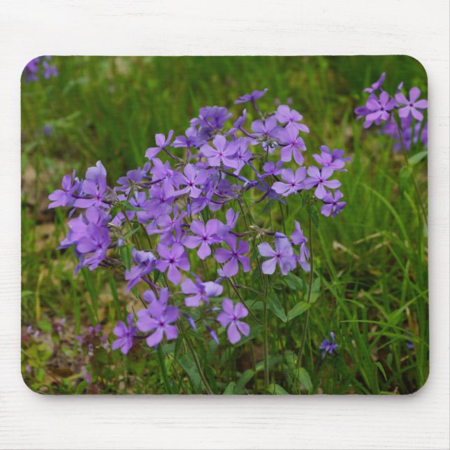 Vild Blue Phlox Musmatta (Framsidan)