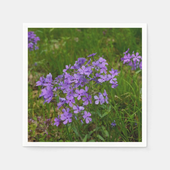 Vild Blue Phlox Pappersservett (Framsidan)