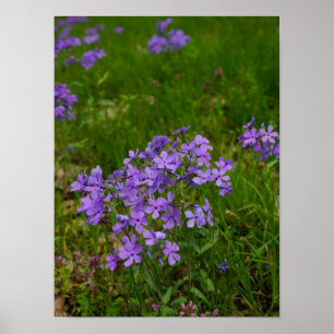 Vild Blue Phlox Poster