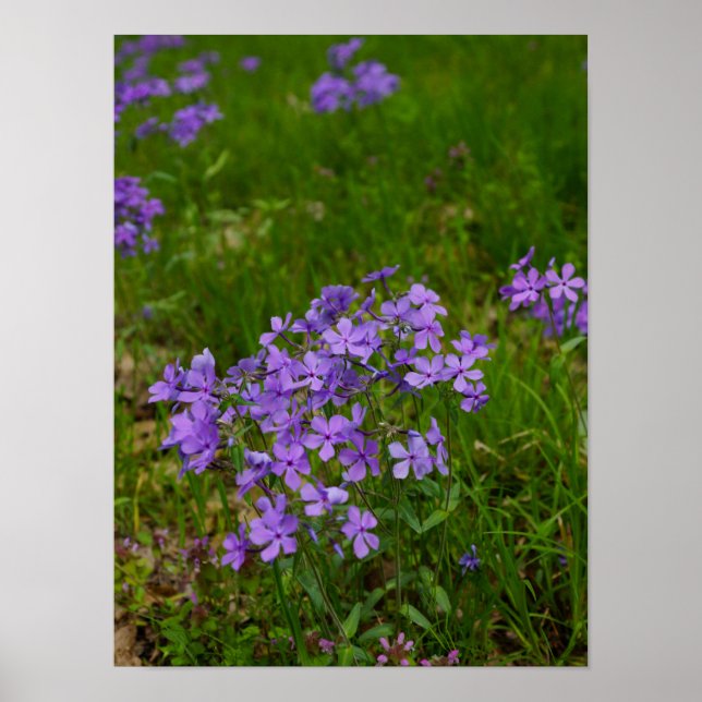 Vild Blue Phlox Poster (Framsidan)
